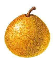 Général Bonchamps, une bonne poire ! Général Bonchamps, une bonne poire !