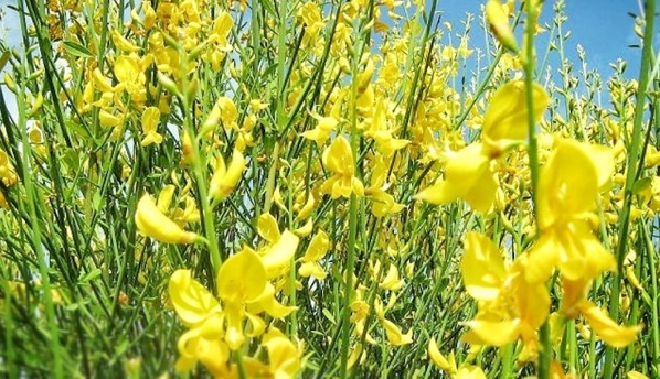 Le Printemps Vendéen, ou la Révolution des Genêts... Le Printemps Vendéen, ou la Révolution des Genêts...