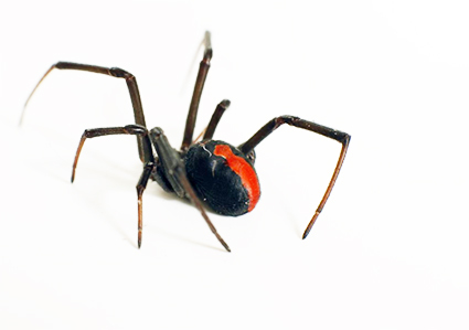 La veuve noire tisse sa toile de fils entrelacés dans toutes les directions où l'insecte pris au piège ne peut plus s'enfuir. La veuve noire tisse sa toile de fils entrelacés dans toutes les directions où l'insecte pris au piège ne peut plus s'enfuir.