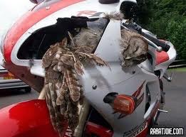 Le volatile s'est pris l'obstacle en plein vol. L'impact fut terrible. Le volatile s'est pris l'obstacle en plein vol. L'impact fut terrible.