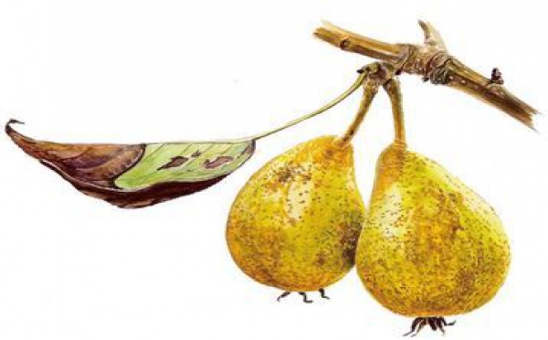 Général Bonchamps, une bonne poire !